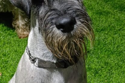 שנאוצר בינוני