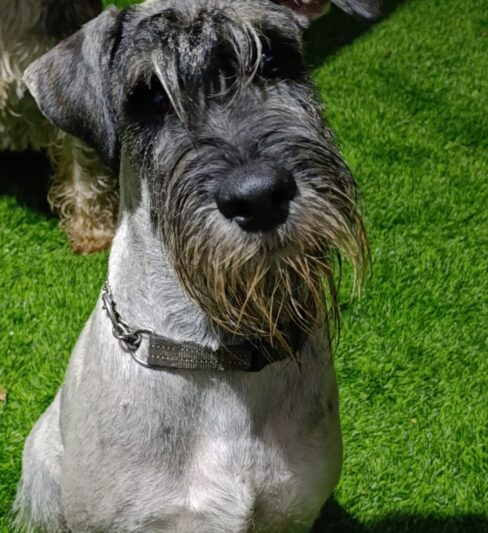 שנאוצר בינוני