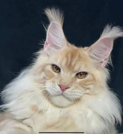 * Jungleplus Maine Coon Cattery*