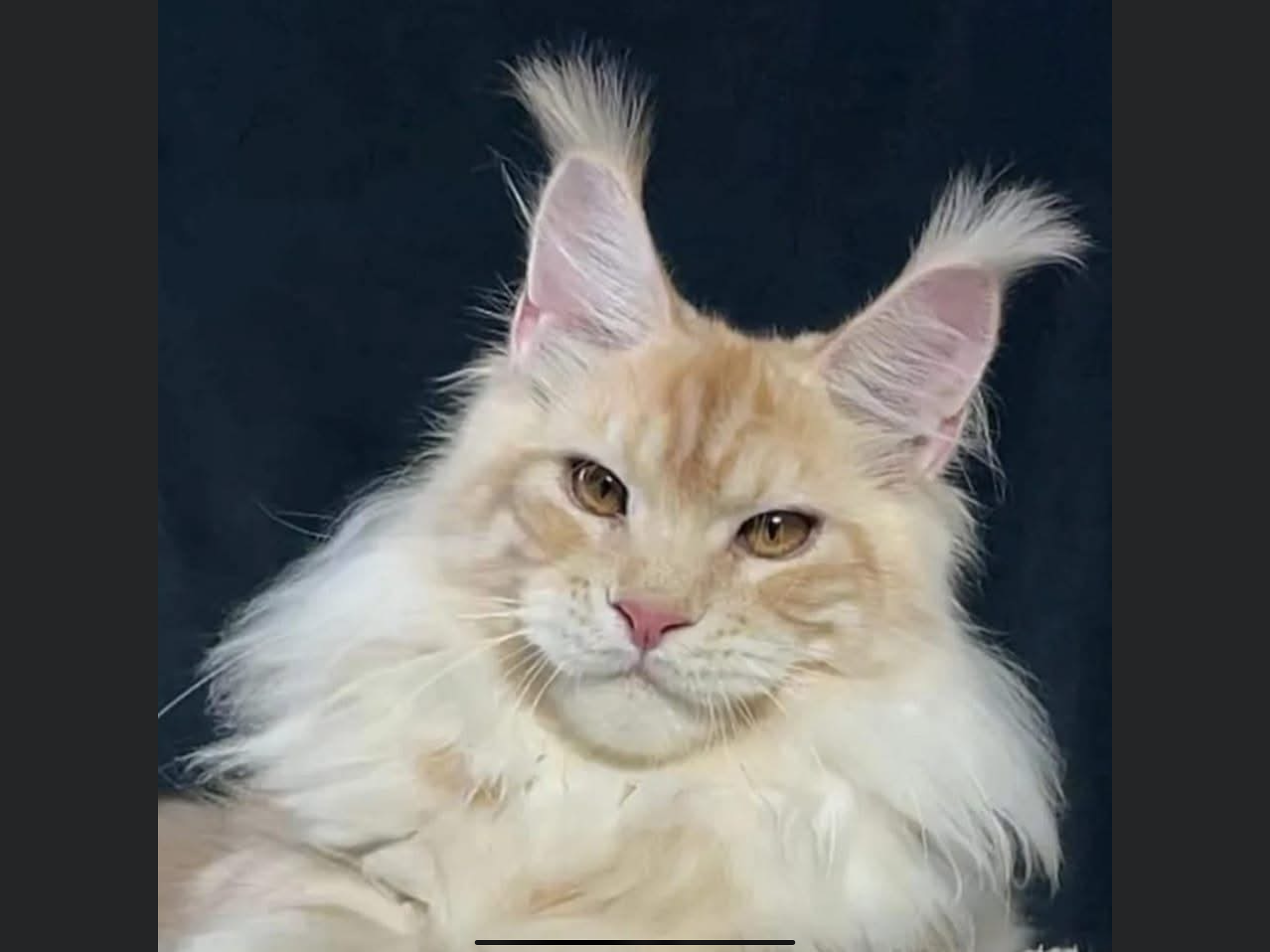 * Jungleplus Maine Coon Cattery*