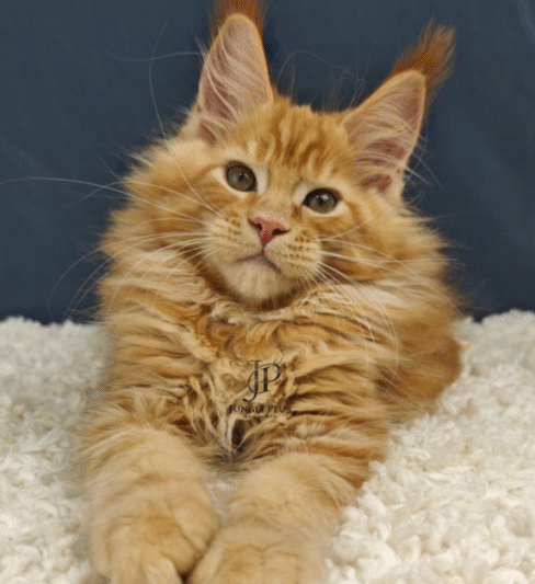 Maine Coon kittens