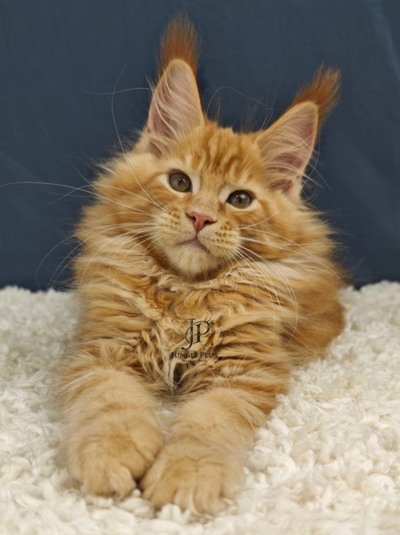 Maine Coon kittens