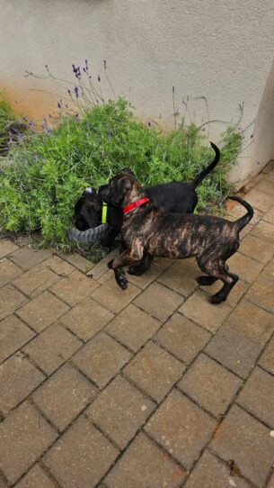 גורי קאנו קורסו מתועדים מוכנים להצטרף למשפחות חדשות.