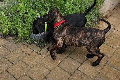 גורי קאנו קורסו מתועדים מוכנים להצטרף למשפחות חדשות.