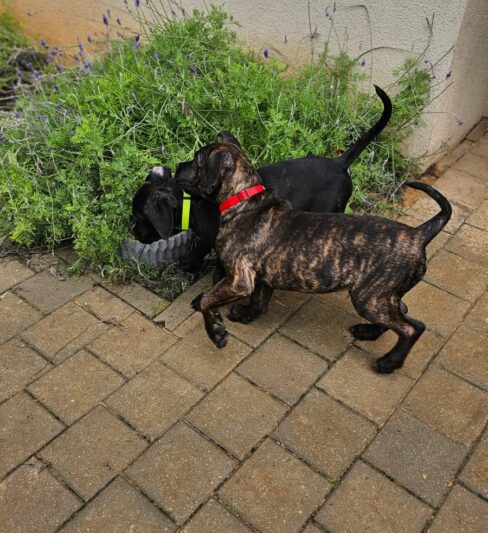 גורי קאנו קורסו מתועדים מוכנים להצטרף למשפחות חדשות.