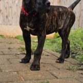 u3754-WhatsApp-Image-2026-02-07-at-16.34.37-3