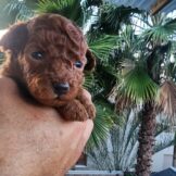 u3760-20260205_165749_800x600-1