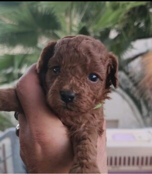 גורי פודל טוי אדומים ברמה גבוהה