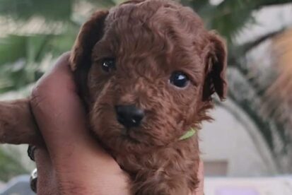 גורי פודל טוי אדומים ברמה גבוהה