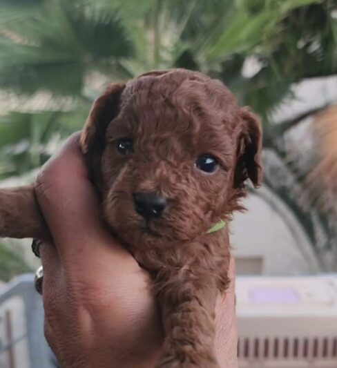 גורי פודל טוי אדומים ברמה גבוהה