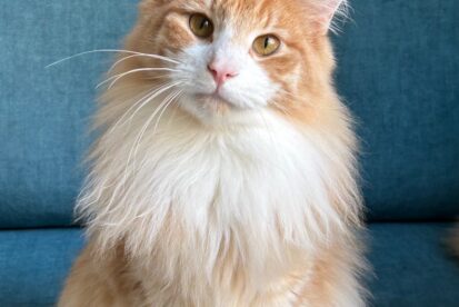 חתולי יער נורווגים