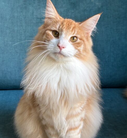 חתולי יער נורווגים