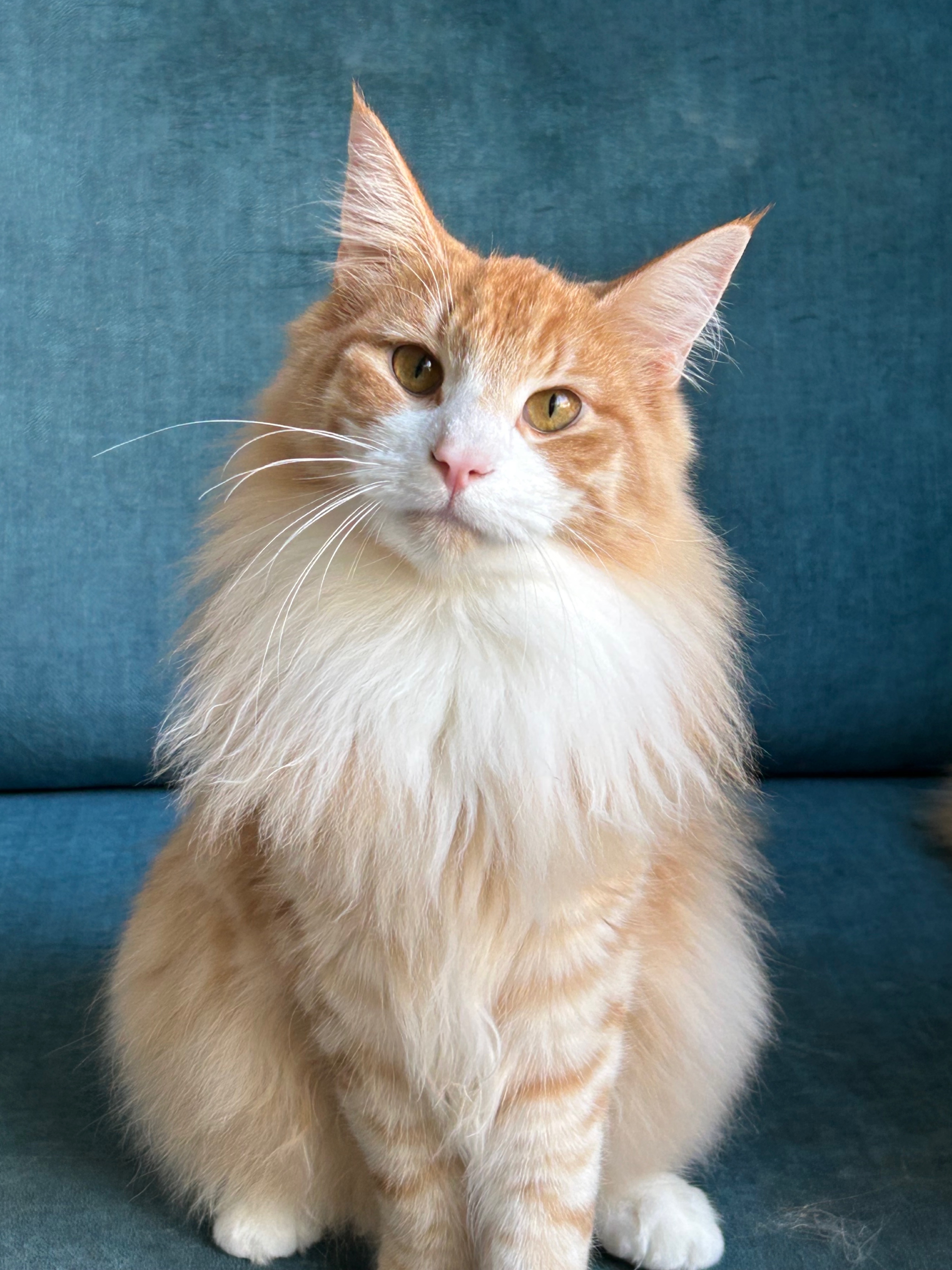 חתולי יער נורווגים