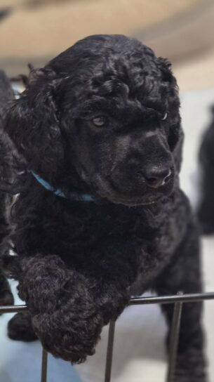 פודל בינוני זכר שחור