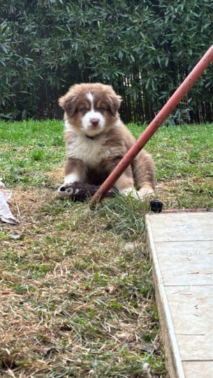 גורות רועה אוסטרלי מהממות . המלטה ביתית מתועדת