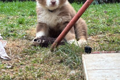 גורות רועה אוסטרלי מהממות . המלטה ביתית מתועדת