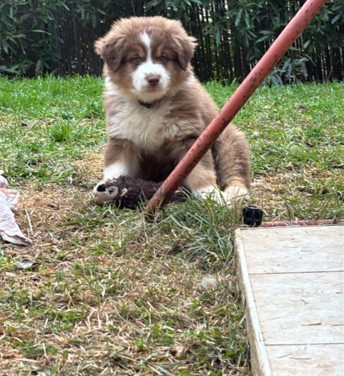 גורות רועה אוסטרלי מהממות . המלטה ביתית מתועדת