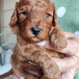 u5242-33bb503a-f219-455c-b243-1e98af543119