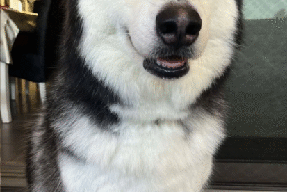 גורדן - האלסקן מלמוט אימוץ