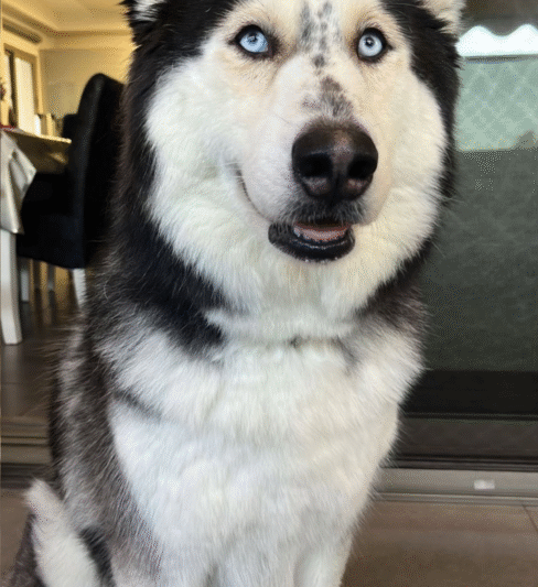 גורדן – האלסקן מלמוט אימוץ