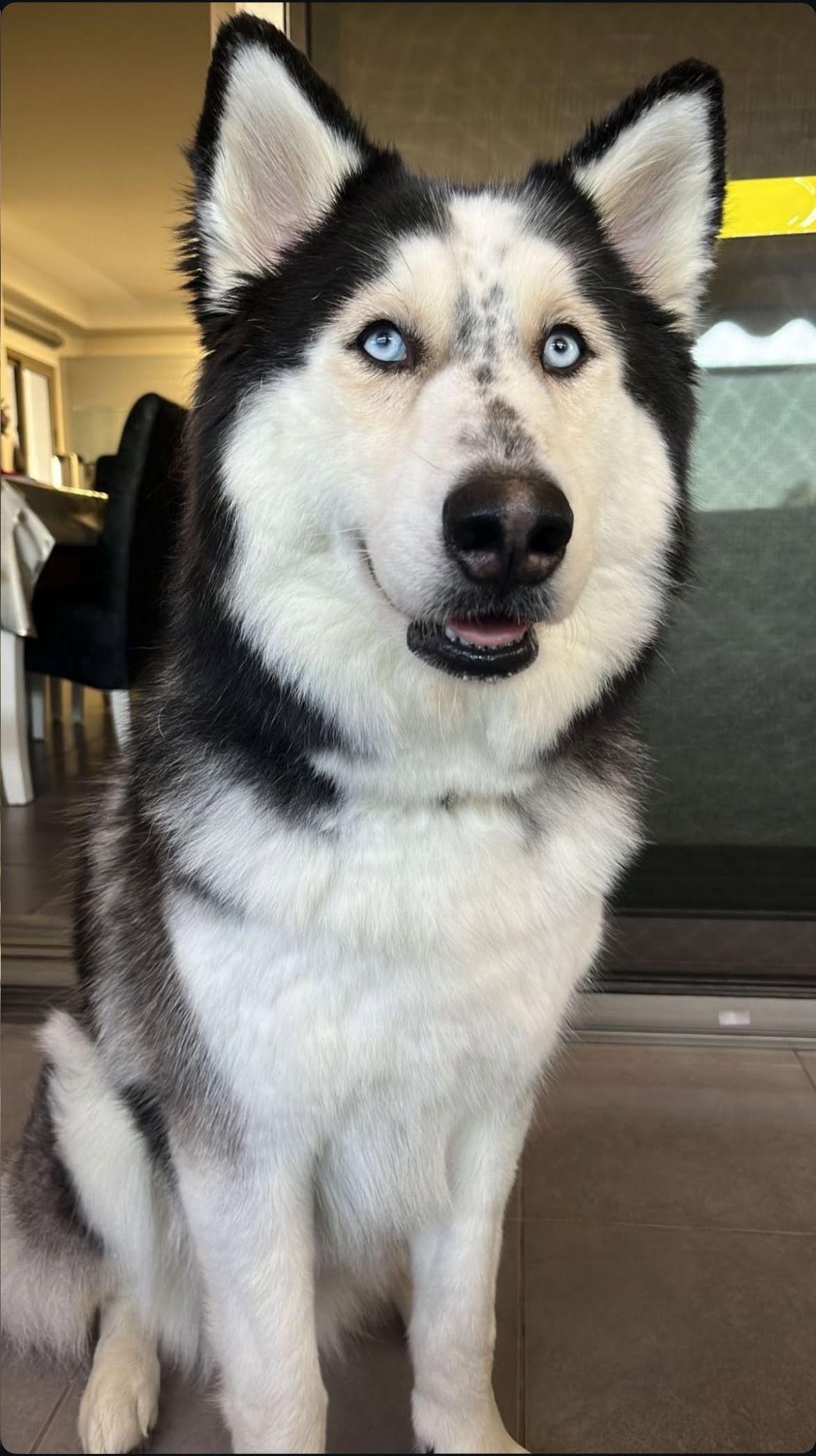 גורדן – האלסקן מלמוט אימוץ