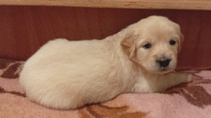 גורי גולדן רטריבר גזעיים