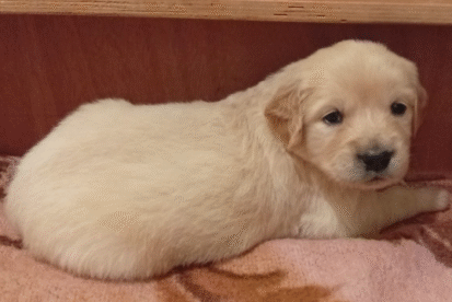 גורי גולדן רטריבר גזעיים