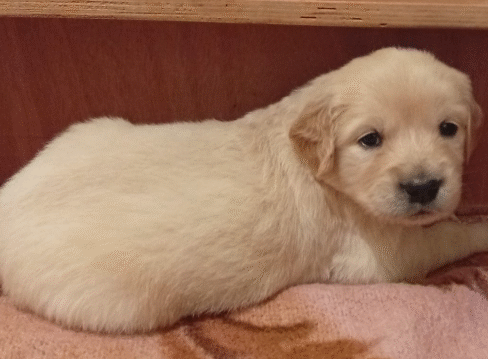 גורי גולדן רטריבר גזעיים