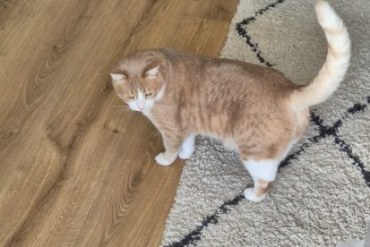 חתול לאימוץ