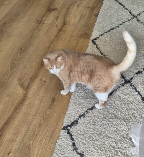 חתול לאימוץ