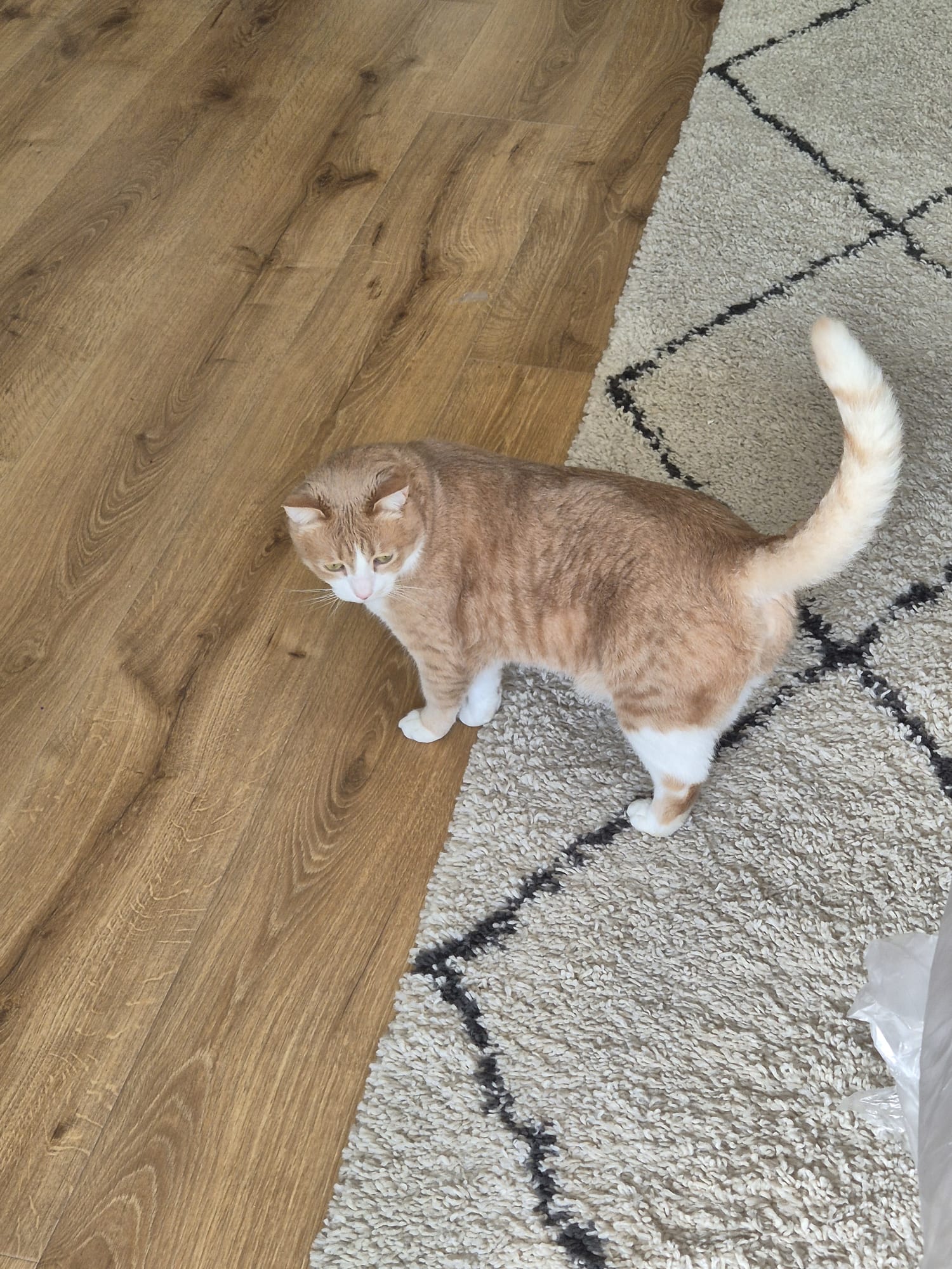 חתול לאימוץ