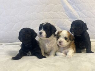 גורי הוואנז גזעיים