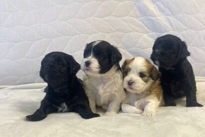 גורי הוואנז גזעיים