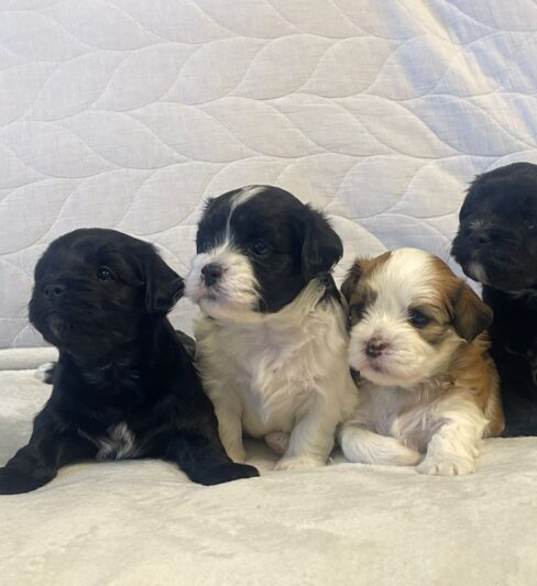 גורי הוואנז גזעיים