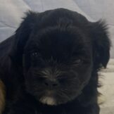 u5259-כתם-פנים