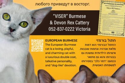 גורי בורמזי BURMESE KITTENS