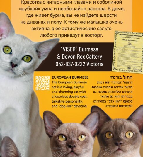 גורי בורמזי BURMESE KITTENS