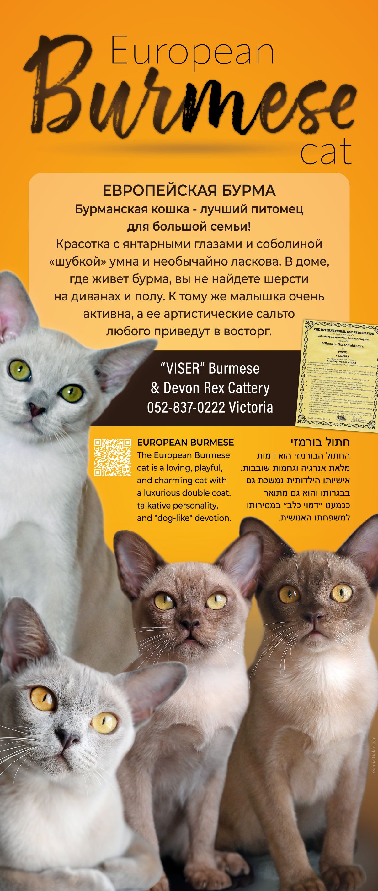 גורי בורמזי BURMESE KITTENS