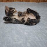 u744-Kitten-litter-S-1