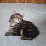 u744-Kitten-litter-S-2