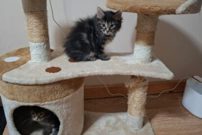 גורי חתול מגזע בובטייל קורילי