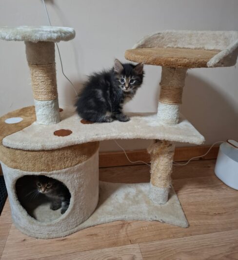 גורי חתול מגזע בובטייל קורילי