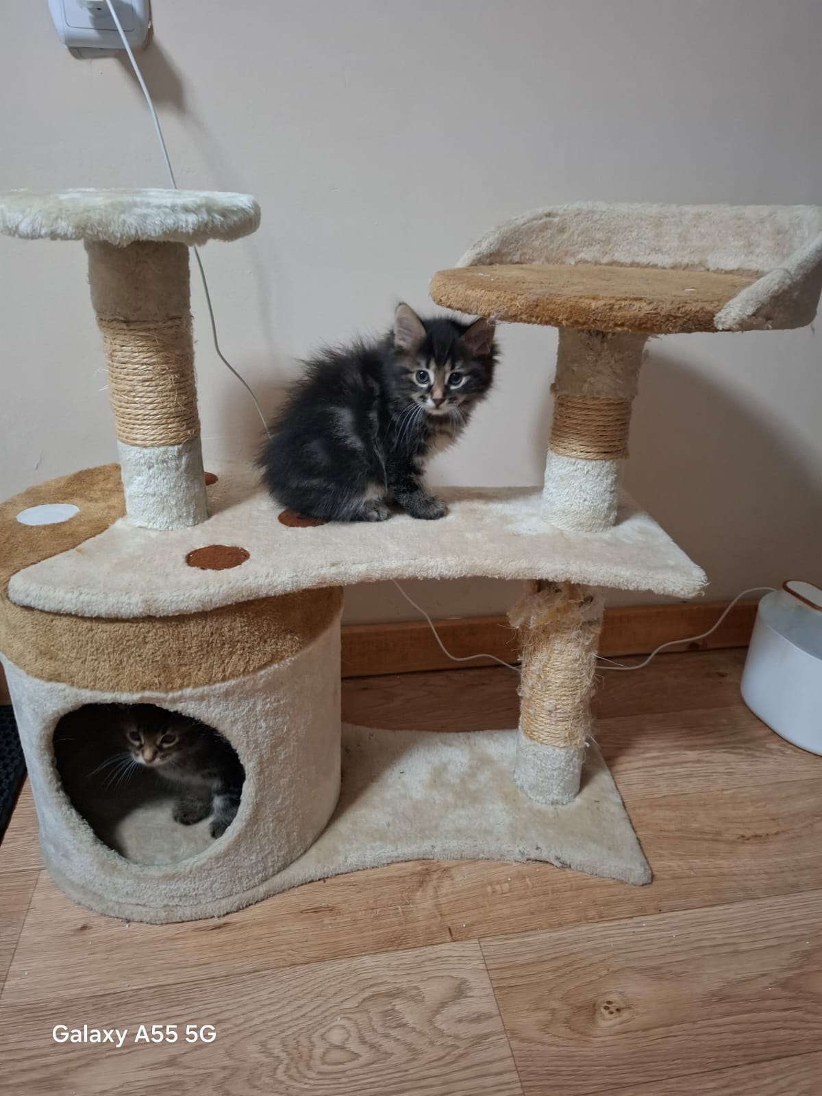 גורי חתול מגזע בובטייל קורילי