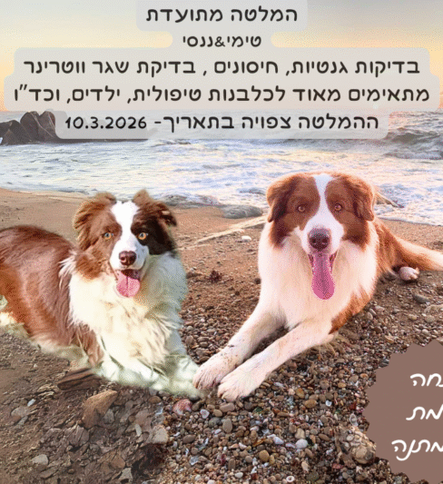 גורי בורדר קולי מתועדים