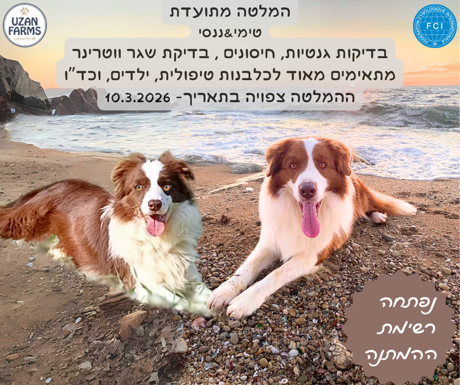 גורי בורדר קולי מתועדים