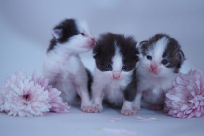 גור מנצ'קי לא סטנדרט