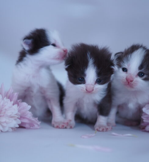 גור מנצ’קי לא סטנדרט