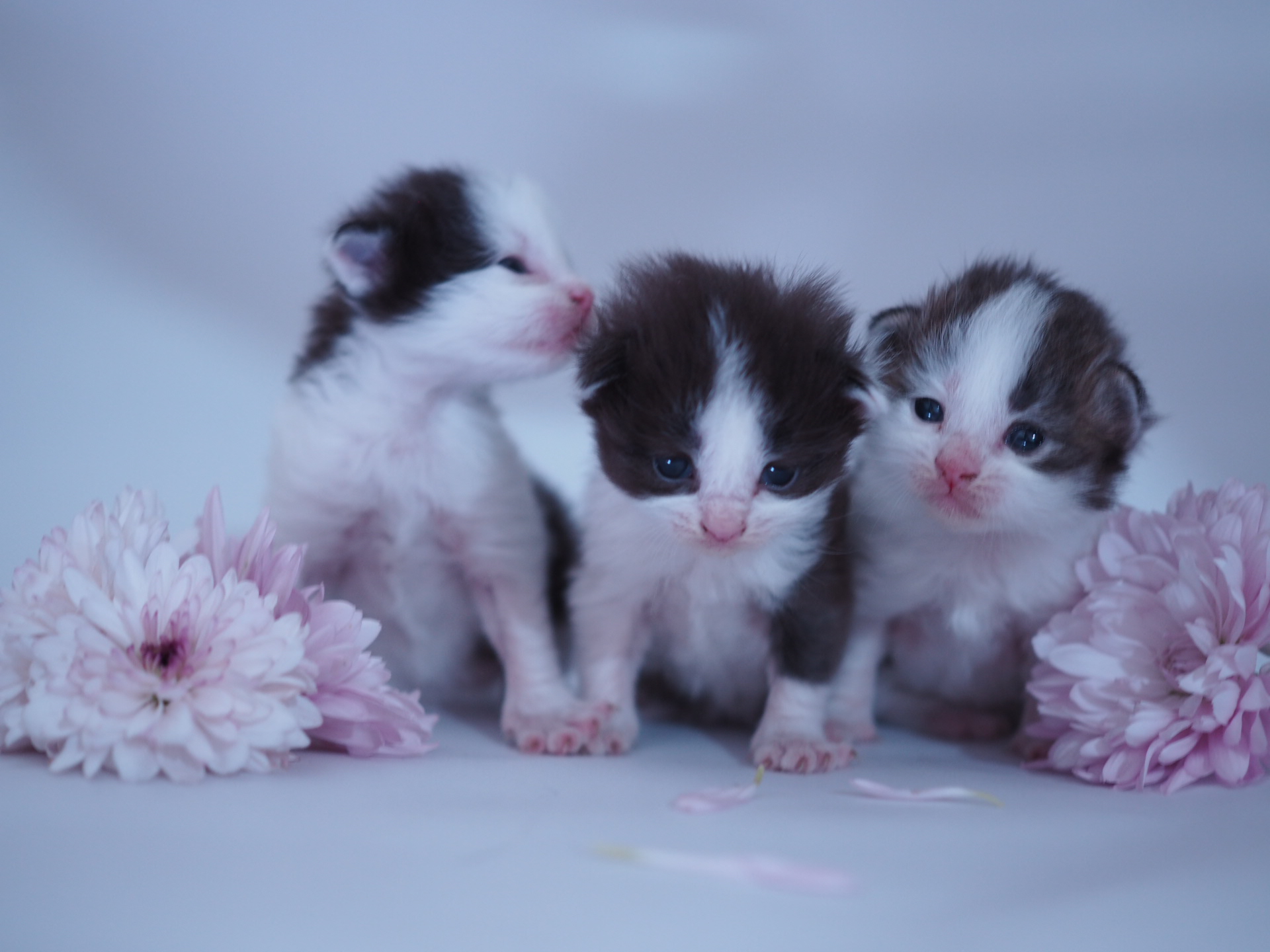 גור מנצ’קי לא סטנדרט