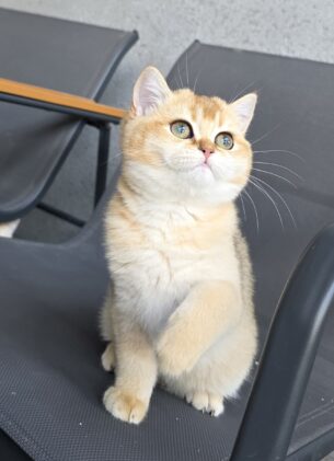 גורה בריטית