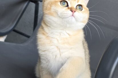 גורה בריטית